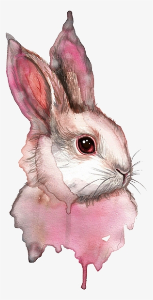 Montanarosepainter - Rabbit Drawing
