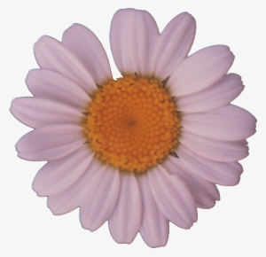 File - Daisy - Daisy Png