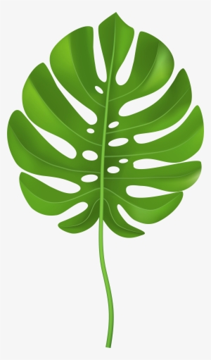 Tropical Palm Leaf Transparent Png Clip Art Image