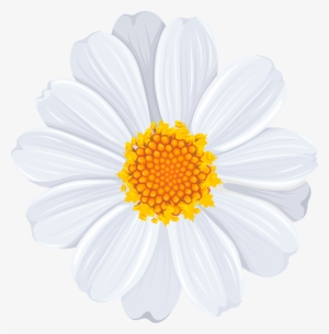 Daisy Png