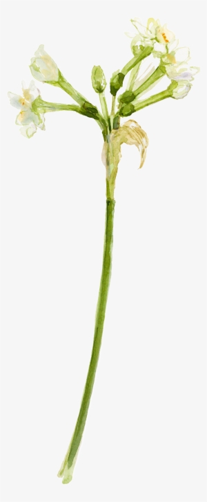 Elegant Watercolor Flowers Decorative Transparent - Chicory