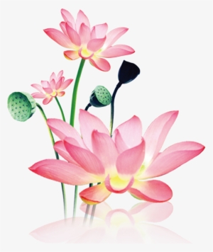 This Product Design Is Hand Painted Watercolor Lotus - Sacred Lotus