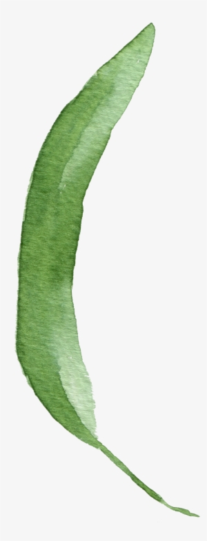 Banana Fan Leaf Cartoon Transparent - Cartoon