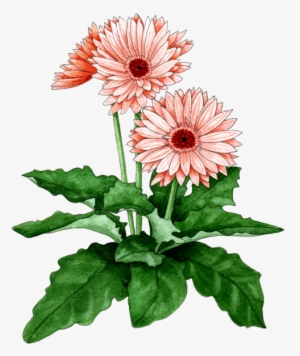 Gerbera Daisy - Chrysanthemum