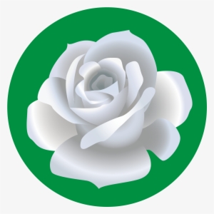 Garden Roses Beach Rose Drawing Flower - Rosa Blanca Dibujo Png