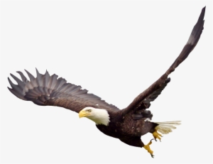 Soaring Eagle Png File - Bald Eagle Transparent Background