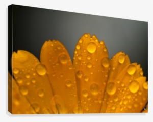 Close Up Of Water Droplets On Orange Flower Petals