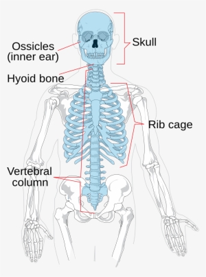 Anatomy Axial Skeleton - Human Skeleton All Bones Labeled - 700x560 PNG ...