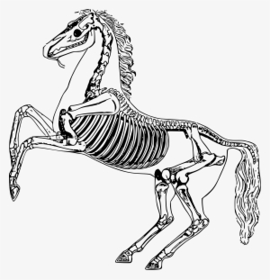 Horse Skeleton Png - Horse Skeleton Drawing