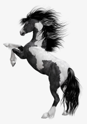 Black Horse Png Hd