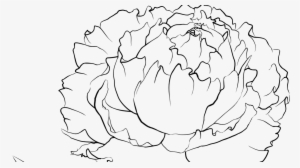 Peony Line Drawing At Getdrawings - Peony Flower Drawing Png