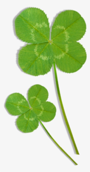 Clover Clipart, 4 Leaves, Four Leaf Clover, Watercolor - Clip Art