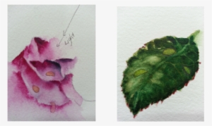 I'm Not Posting Photos Of Each Step As They Are Really - Water Droplet Flowers Png