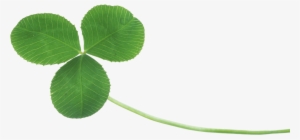 Clover Png In High Resolution - Real Clover Png
