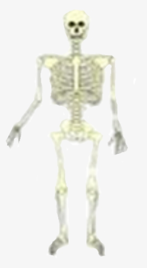 Skeleton