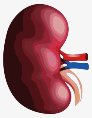 Kidney 181 Kb - Portable Network Graphics