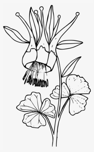 Watercolor Painting Floral Design Drawing Art - Columbine Clip Art Black And White