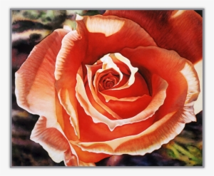 Original Watercolor Painting - Floribunda