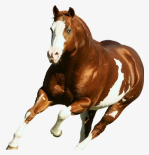 Equine South Africa - American Paint Horse Stallion