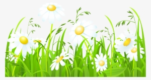 Daisy Clipart Gress - Grrass White Flowers Hd