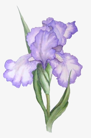 Picture Files With Transparent Backgrounds Flowers - Iris Flower Png