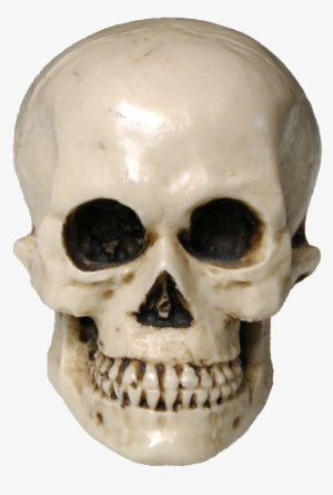 Free Skull Image - Skull