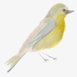 Olivia Bennett Spring Watercolor - Scarlet Tanager