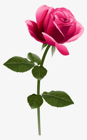 Pink Rose Png Clip Art Image - Fuchsia Pink Flower Png