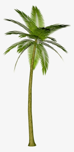 Palm Tree Watercolor Png - Transparent Background Palm Tree Png