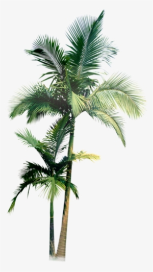 Watercolor And Pencil - Palm Tree Water Color Png