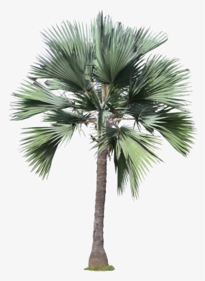 20 Free Tree Png Images - High Resolution Trees Png