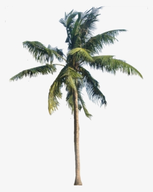 A Collection Of Tropical Plant Images With Transparent - Transparent Background Palm Tree Png