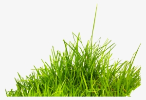 Grass Png Image, Green Grass Png Picture - Grass Png