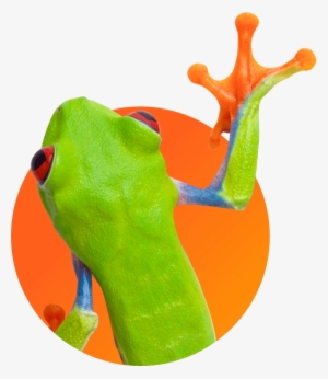 A Frog - Frog