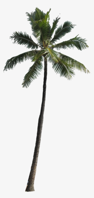 Free Png Palm Tree Png Images Transparent - Palm Png
