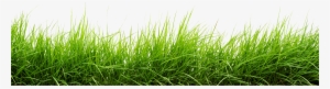 Line Of Grass Png Image - Grass Png Images Hd