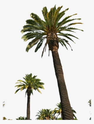 Free Png Palm Tree Png Images Transparent - Palm Trees Png