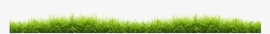 Small Line Of Grass - Grass