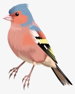 Bird Png Clip Art