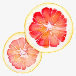 Watercolor - Grapefruit - Grapefruit Watercolor