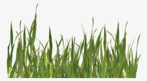 Grass Png