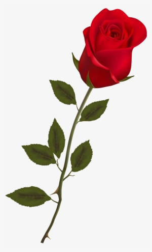 Beautiful Stem Red Rose Png Clipart - Rose Png