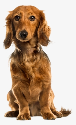 Cute Dog Png Clip Art - Dog