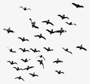Free Png Birds Png Images Transparent - Flock Of Birds Png