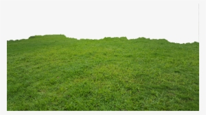 Grass Png High-quality Image - Grass