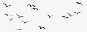 Birds Png Image1 - Birds Flying In The Sky Png