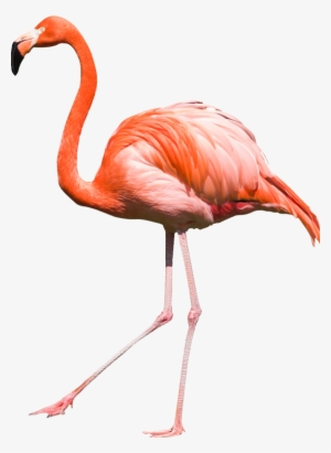01 - Flamingo Png