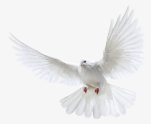 White Flying Pigeon Png Image Png Image - Dove Png