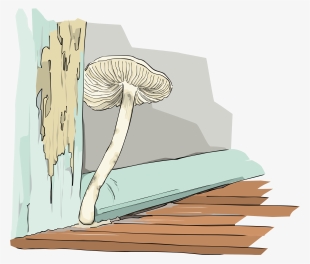 Mushroom Mold Food /m/083vt Fungus - Mushroom