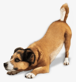Png Dog